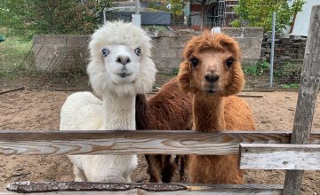 Herbstferien-Special: Spannende Ausflüge für unvergessliche Ferien