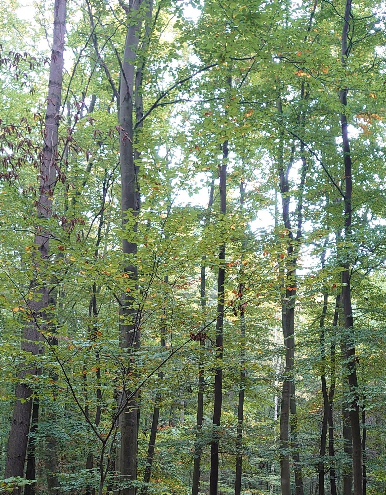 Unter dem Jahresmotto „Klima- und Umweltschutz“ unterbreitet die Kinder- und Jugendförderung der Stadt Babenhausen Kindern und Jugendlichen schon das ganze Jahr über verschiedenste Angebote und Aktionen. Einen weiteren Baustein im [&hellip;]