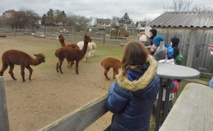 Ausflug zum Alpaka-Hof