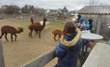 Ausflug zum Alpaka-Hof